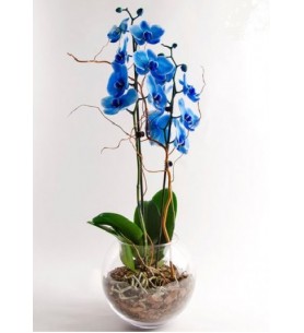 (Mgl-424) Fanusta Mavi orkide